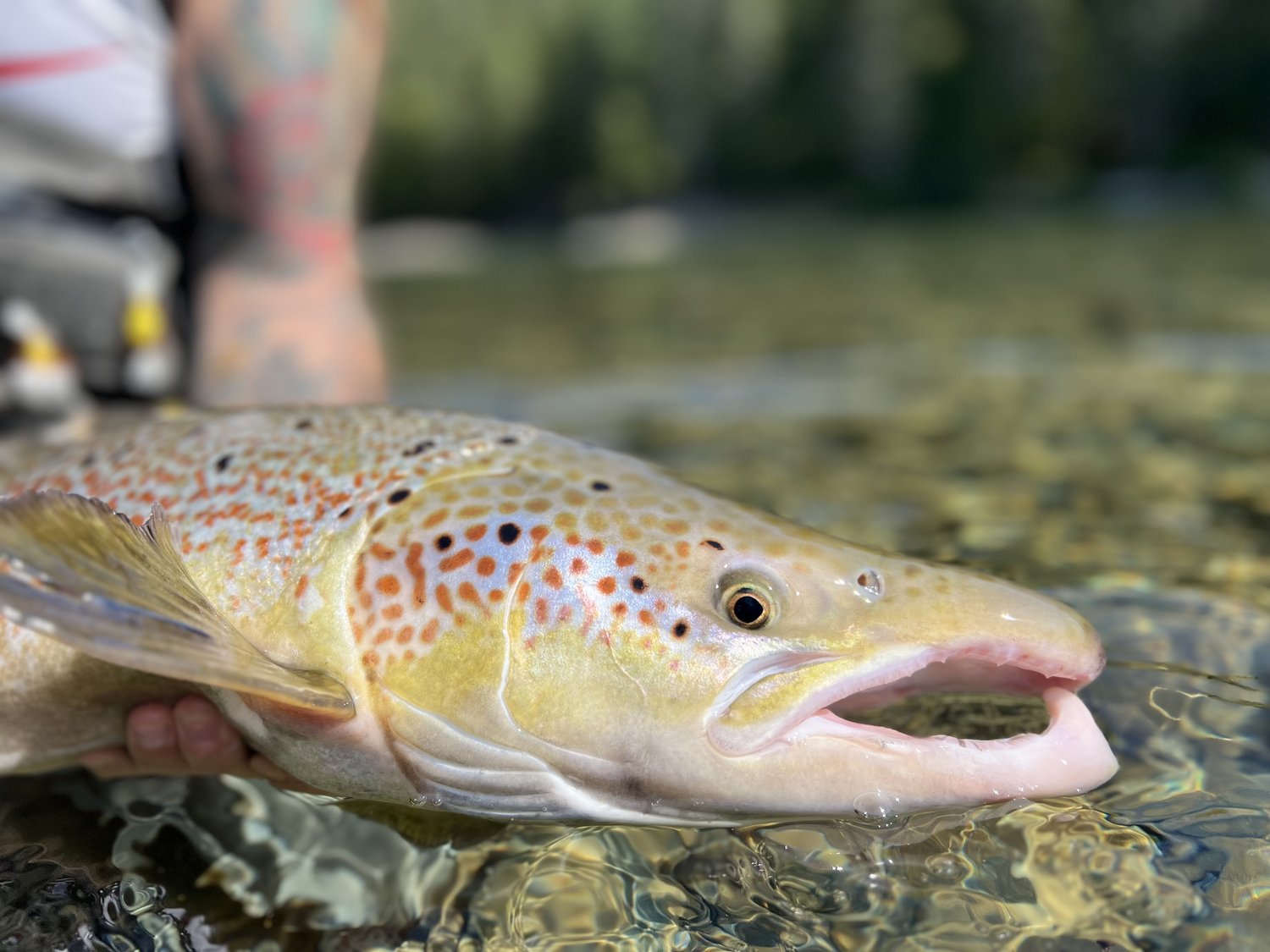 The Salmon Lodge photo 7