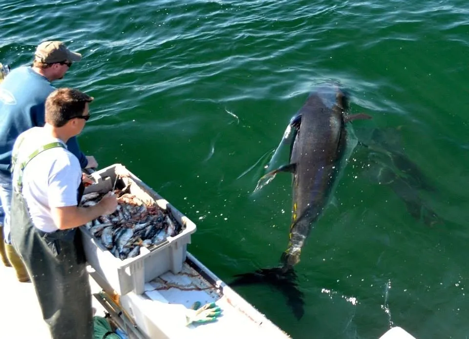 SeaBros Fishing Lodge photo 13
