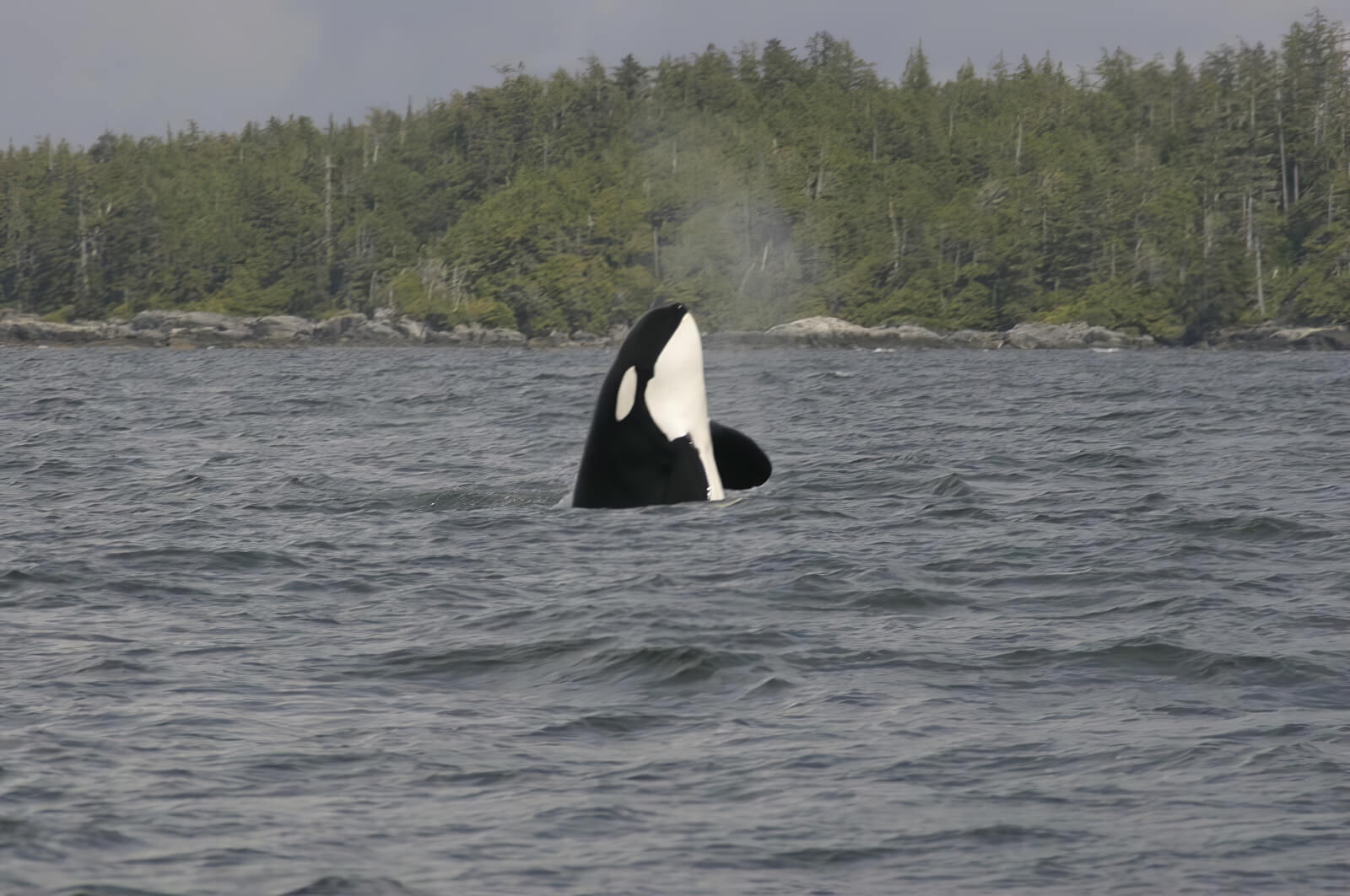 Shearwater Resort & Marina photo 5