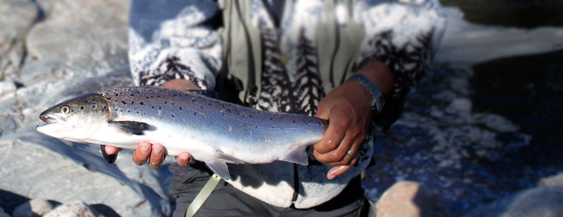 Silver Bullet Lodge photo 11