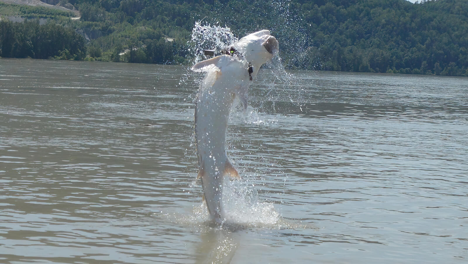 Silversides Fishing Adventures photo 9