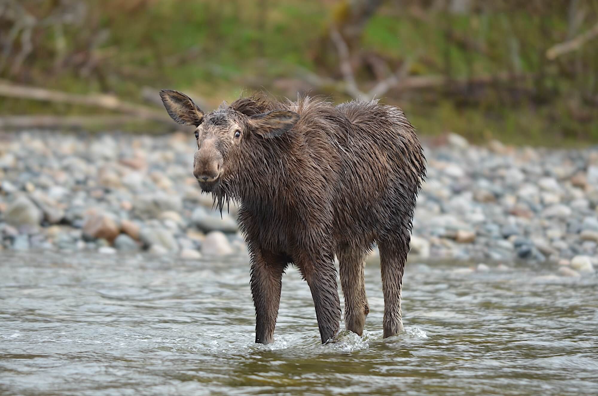 Skeena River Lodge photo 10