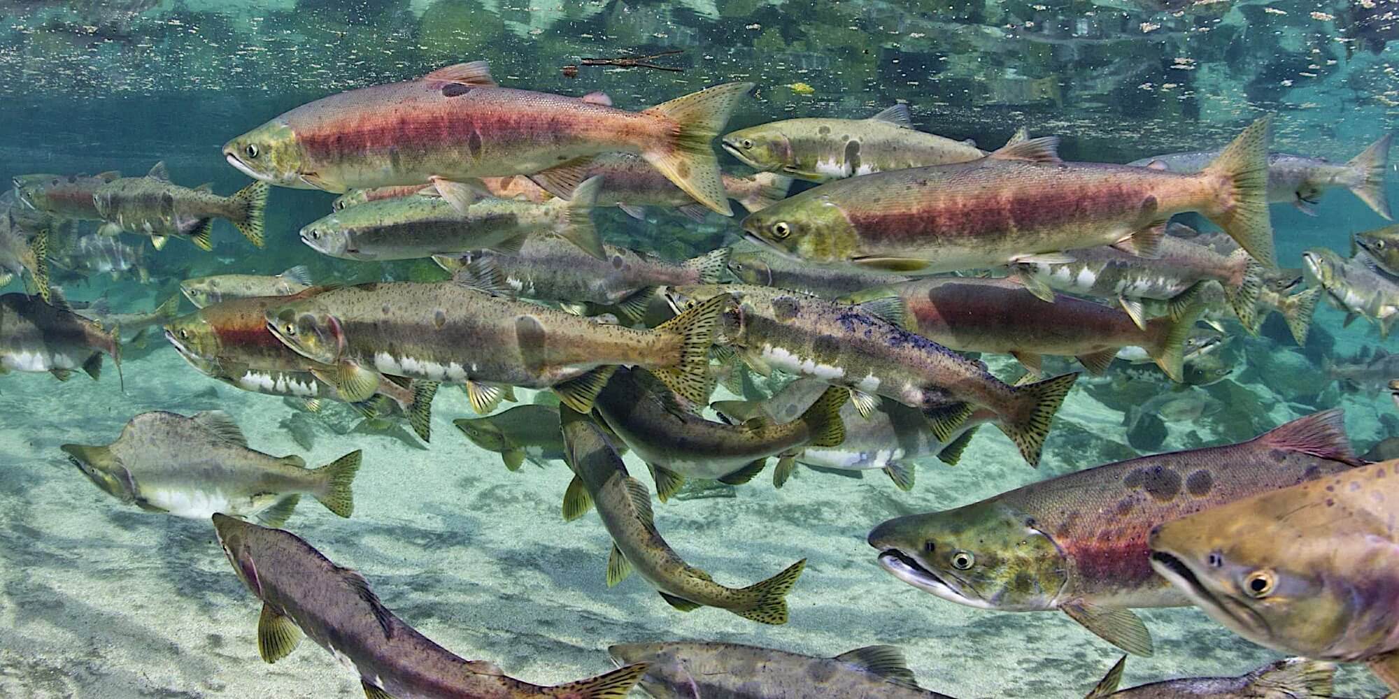 Steamboat Bay Fishing Club photo 6