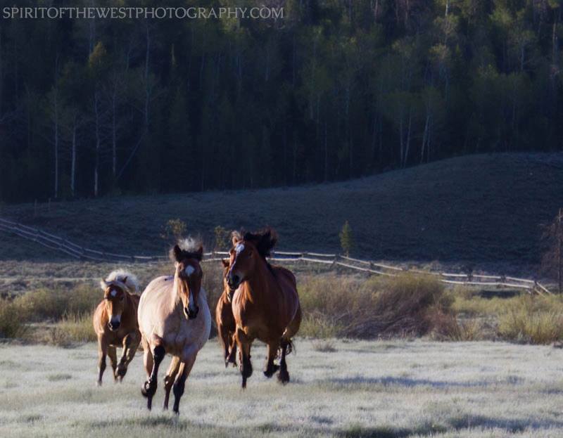 T-Cross Ranch photo 5