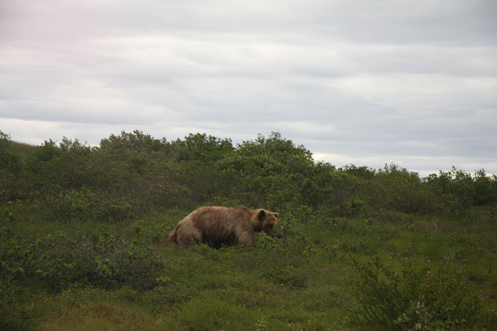 Toman’s King Camp photo 13