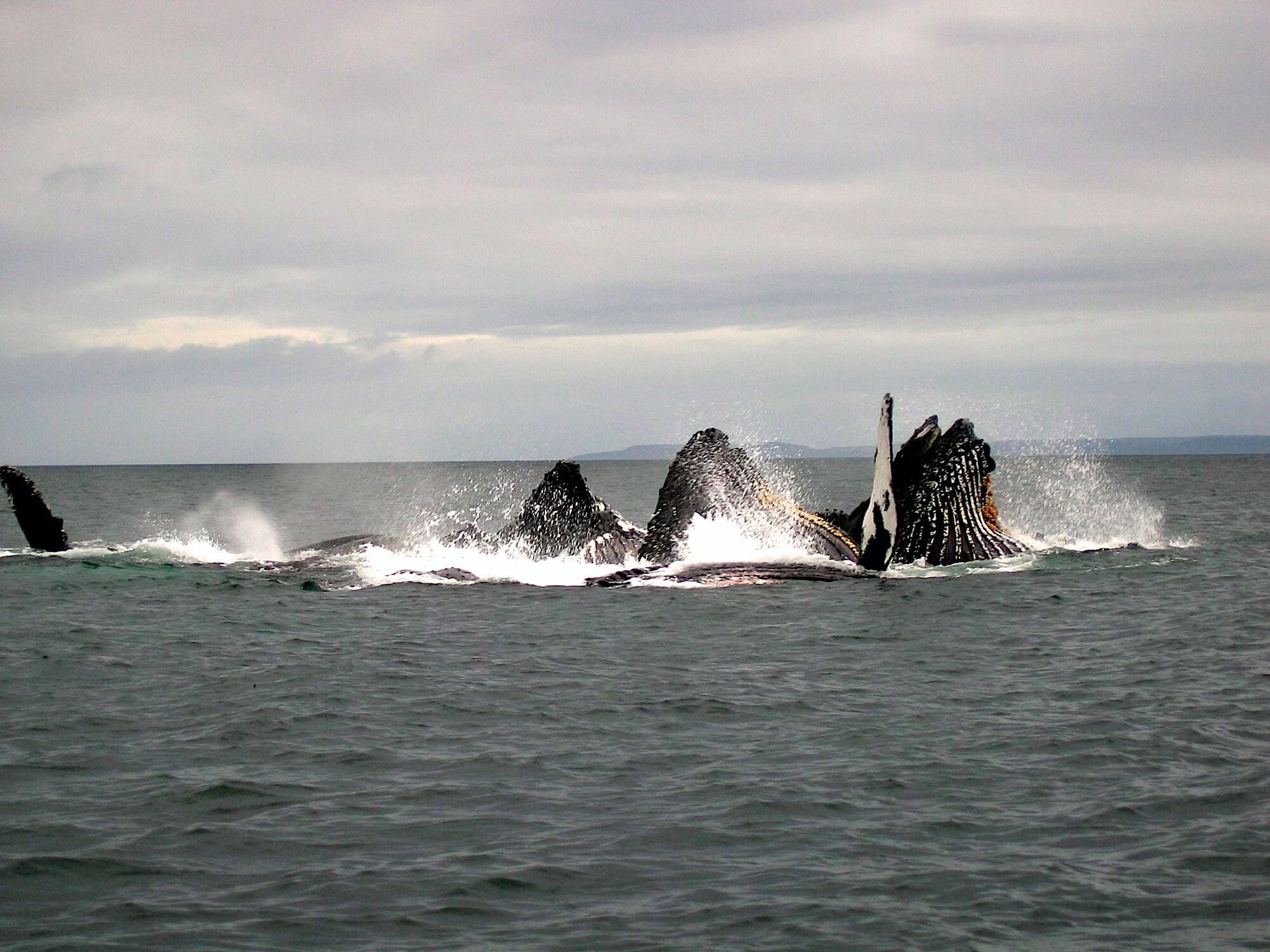 West Wave Fishing photo 13