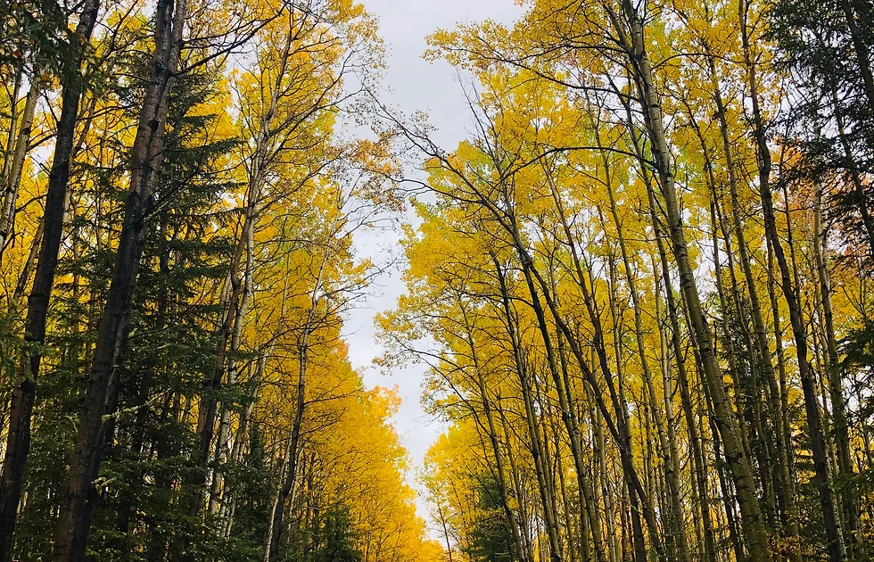 WINEFRED LAKE LODGE photo 3
